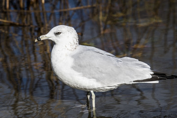 Ring-billed gull resting on shore