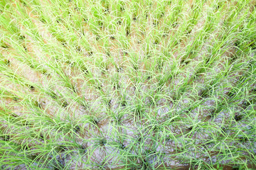 Top view of rice field. Country of Thailand