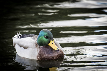 Mallard duck resting in a marsh