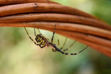 Spider wasp, Argiope bruennichi.