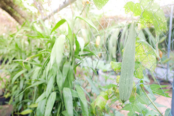 Zucchini plant. Zucchini flower. Green vegetable marrow growing