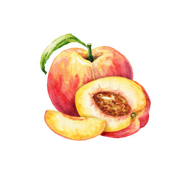Hand drawn watercolor peach fruit composition, food illustration isolated on white background.