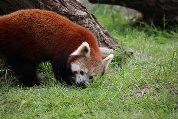 Red Panda #7