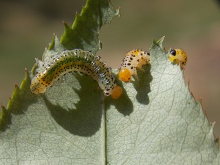 caterpillar to the list
