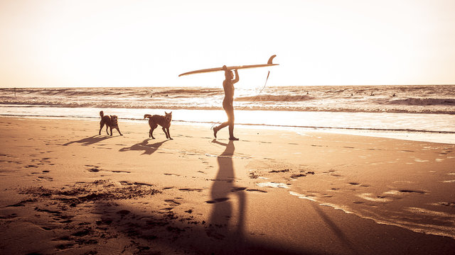 surfer is walking with dogs at sunset