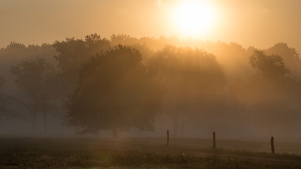 Golden morning in countryside / Nebelmorgen in der Lüneburger Heide
