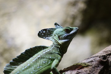 Chameleon