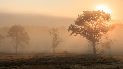 Fototapeta na wymiar Misty trees on foggy morning / Bäume im Nebel in Lüneburger Heide
