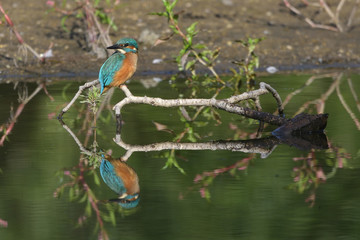 Common Kingfisher (Alcedo atthis)
