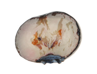 Slice of tasty blueberry on white background