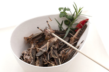 Bio-Food, Insekten angerichtet auf Bio-Geschirr aus Zuckerrohr, nachhaltig und biologisch abbaubar,...