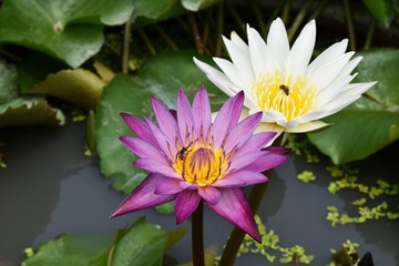 purple and white lotus in water