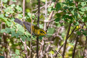 Townsend's warbler perching on branch near Capulin Spring in Cibola National Forest, Sandia Mountains, New Mexico