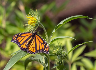 Monarch butterfly on yellow flower at Albuquerque Botanical Garden, Albuquerque, New Mexico