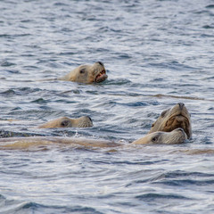 Fototapeta premium Trying to stick out from the crowd. Three seals swimming in one direction, one trying to rise above