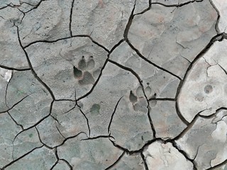 Obraz premium dog foot print on cracked soil