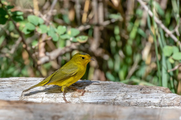 Wilson's warbler on log at Capulin Spring, Cibola National Forest, Sandia Mountains, New Mexico
