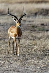 Naklejka premium Antelope