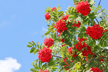 Rowan tree with berries on a blue sky background
