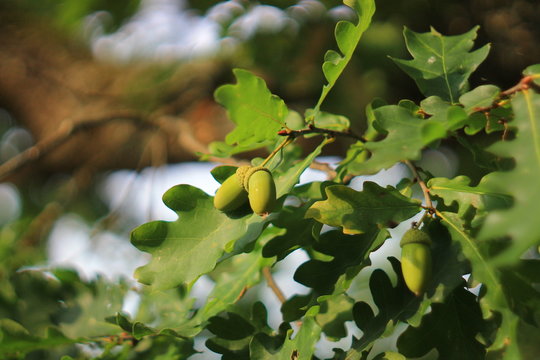 Green acorns on the oak tree in the early autumn forest