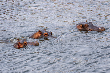 Hippo