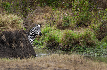 herd of zebra