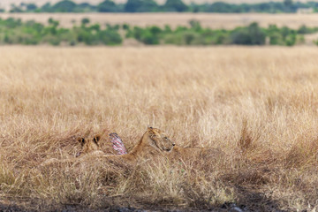 Lion