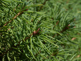 Conifer close up