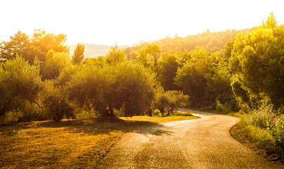 Gold landscape with winding road, hills and olive trees