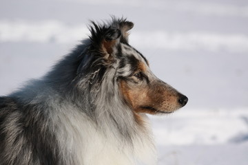 Sheltie II.