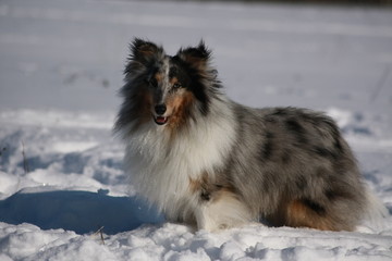 Sheltie