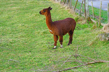 A brown alpaca on the grass in a farm in New Zealand