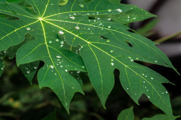 rain water drops on the green leaf for a background
