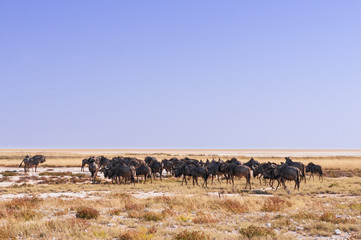 Group of blue wildebeest, Connochaetes taurinus / Blue wildebeest in Etosha National Park, Namibia.