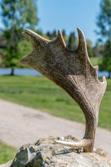 Antler in a Wall
