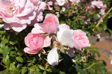 Obraz premium Rosen am verblühen,rosen am verblühen, rosen rosa, rose, nature, aufblühen, pflanze, frühling, garden, green, blühen, baum, weiß, flora, schönheit, floral, apfel, schön, sommer, makro, 