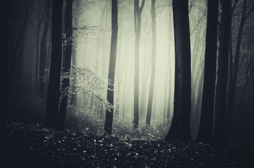 scary dark woods at night