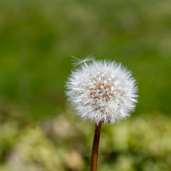 Dandelion Seed Head Blowing in the Wind