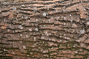 wood texture,bark of tree