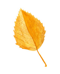 Autumn leaf of birch