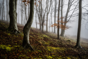 Autumnal Forest in the mist