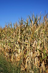 corn fieldmais, corn, blauer himmel, maisfeld, plant, field, summer, grain, heaven, harvest, farmer, wiese, frühling, blau, ohr, auflösungszeichen, saat, bäuerlich, 