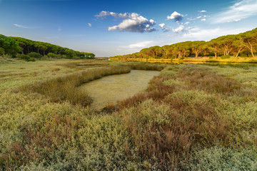 Panorama of the Osala River