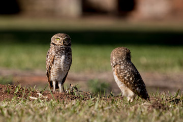 paraguay trinidad buho coruja paisaje animal pasaros 