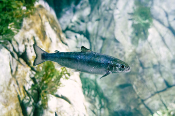 Fisch