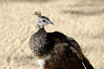 Neck detail of young female Indian peafowl or blue peafowl (Pavo cristatus)