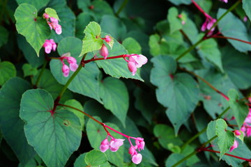 Pink hardy begonia blooms in autumn (Begonia Grandis)