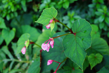 Pink hardy begonia blooms in autumn (Begonia Grandis)