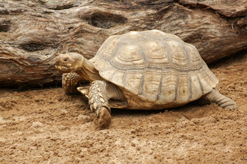 Big turtle close up standing on the ground