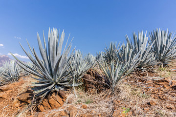 Tequila agave  lanscape